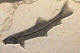 Wide Green River Fossil Fish Mural - Authentic Fossils #132127-2